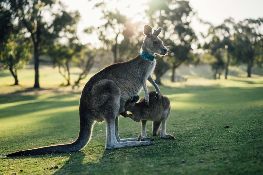 australia kangaroo outback oz 1180394