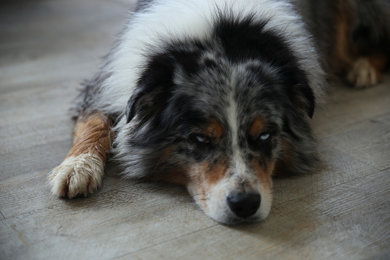 Australian Shepherd Dog Lie - Cabiria93 / Pixabay