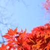 Autumn Autumnal Leaves Maple  - mojamoco / Pixabay
