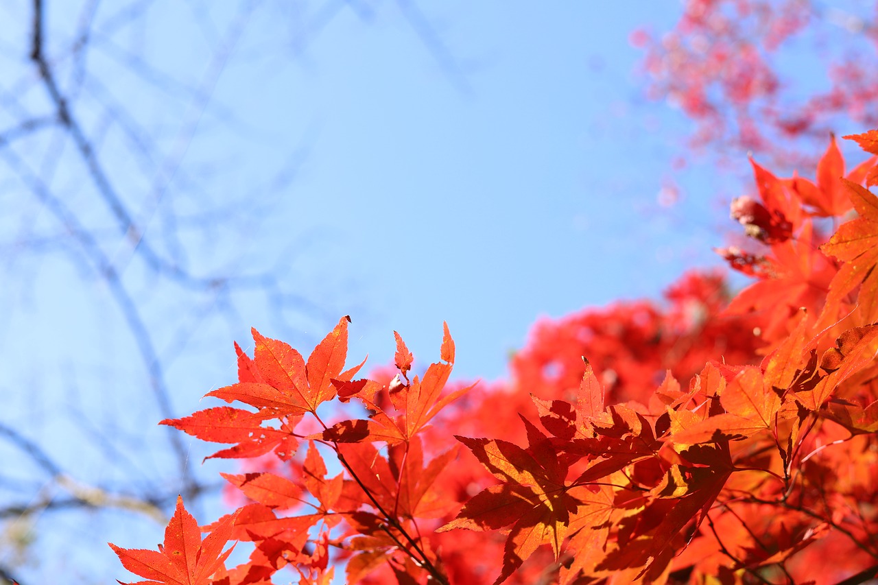 Autumn Autumnal Leaves Maple  - mojamoco / Pixabay