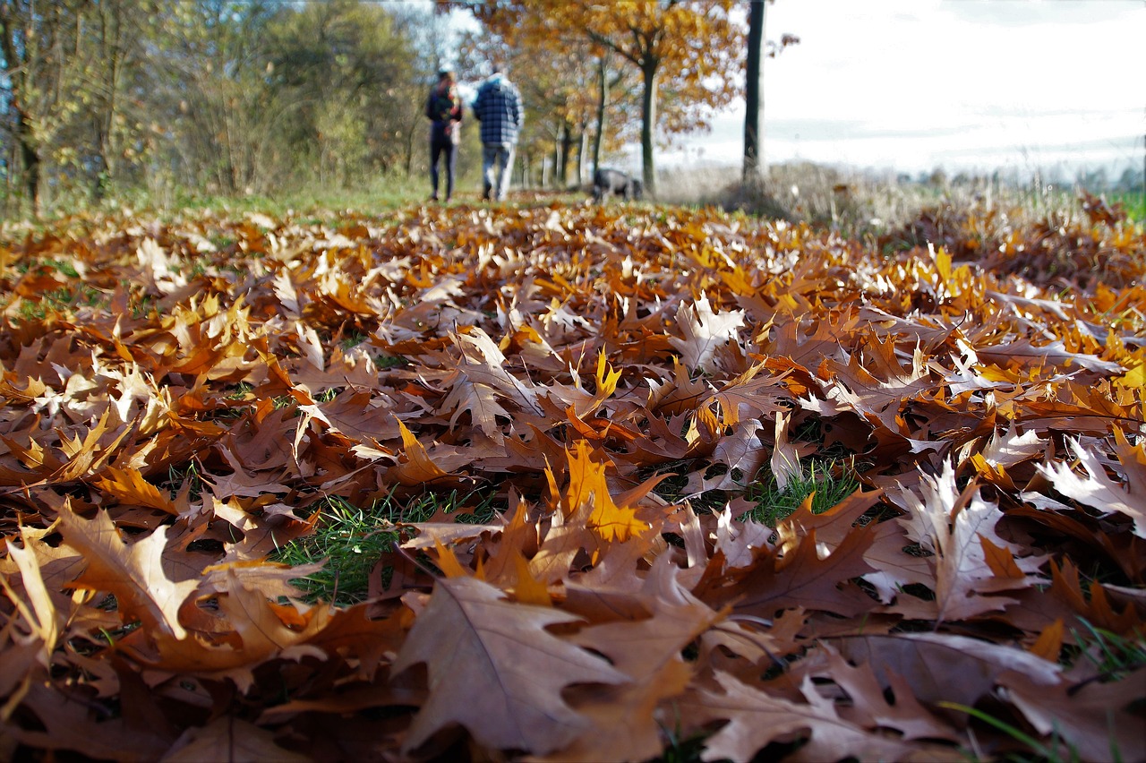 Autumn Fallen Leaves Colored Leaves  - ivabalk / Pixabay