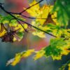 Autumn Foliage Colors Yellow Clone  - kasjanf / Pixabay