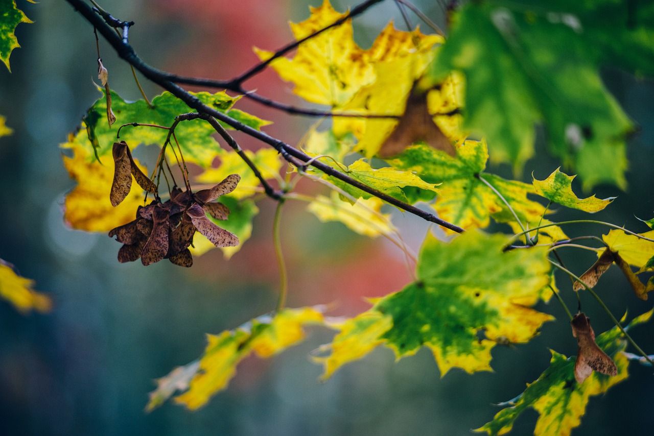 Autumn Foliage Colors Yellow Clone - kasjanf / Pixabay
