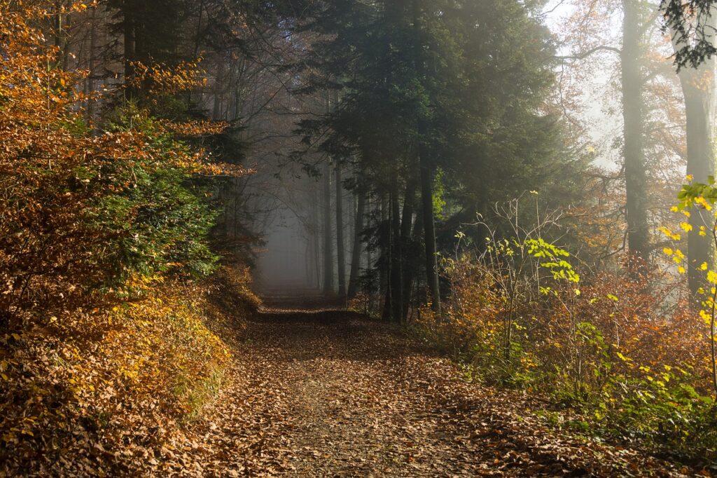 Autumn Forest Path Trail Trees  - marcelkessler / Pixabay