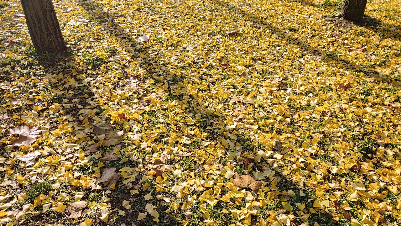 Autumn Landscape The Leaves Leaves  - eundi3927 / Pixabay