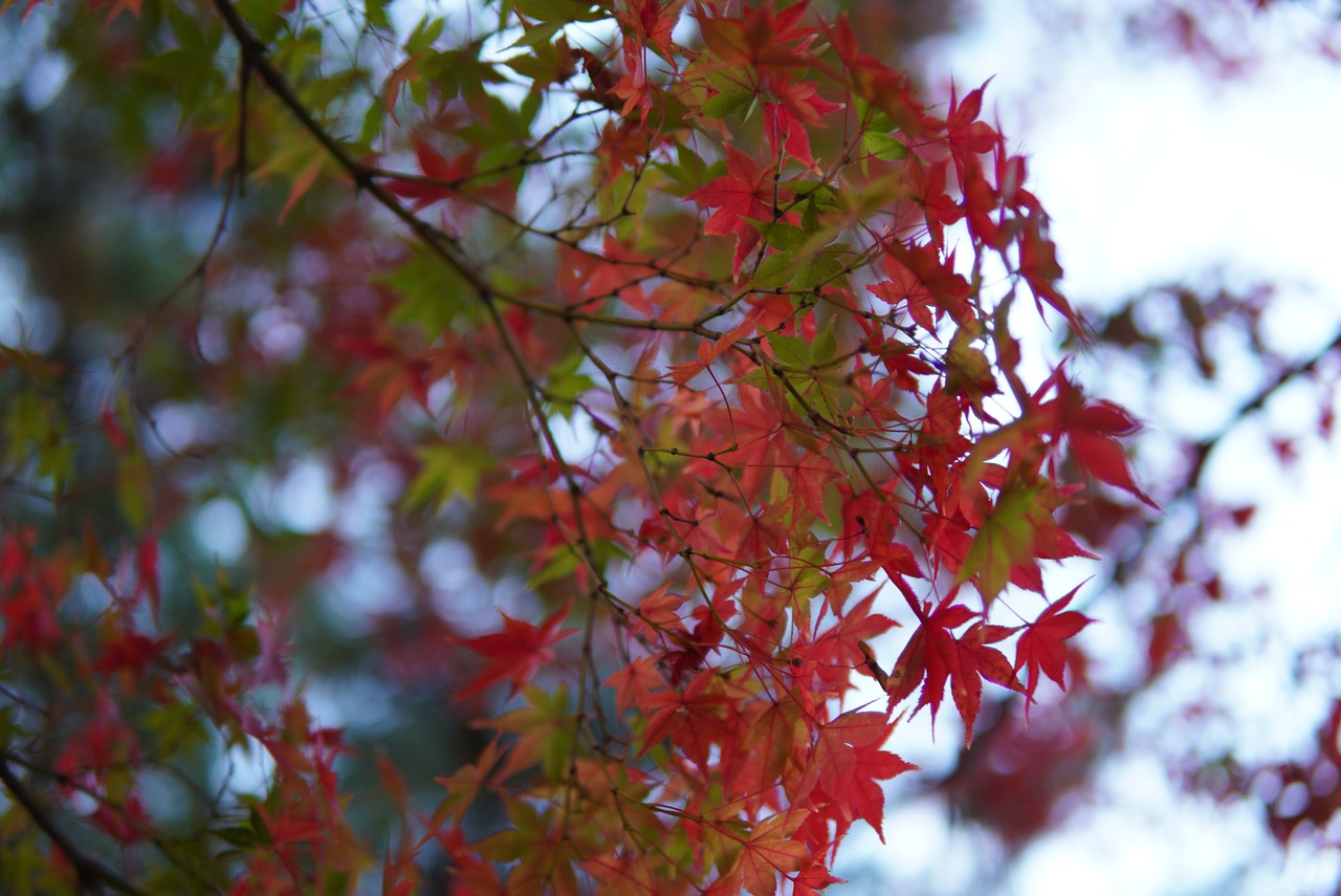 Autumn Leaves Foliage Autumn Leaves - KoheiTanaka / Pixabay