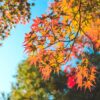 Autumn Leaves Maple Foliage  - MahoRabbit / Pixabay