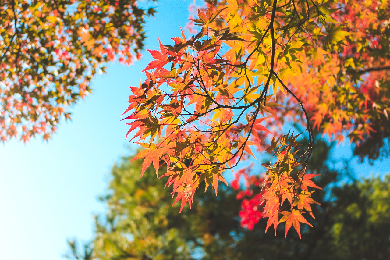 Autumn Leaves Maple Foliage - MahoRabbit / Pixabay