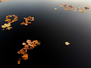 Autumn Leaves On Water Fall  - PozitiveDezign / Pixabay