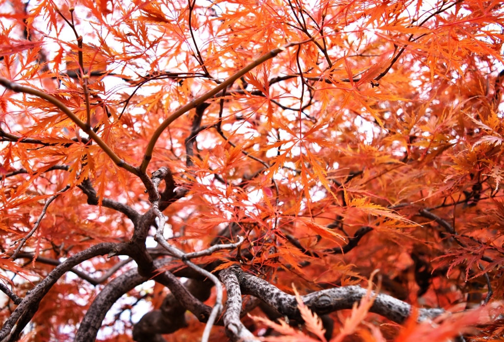 Autumn Maple Autumnal Leaves Kaede  - buuke8j / Pixabay