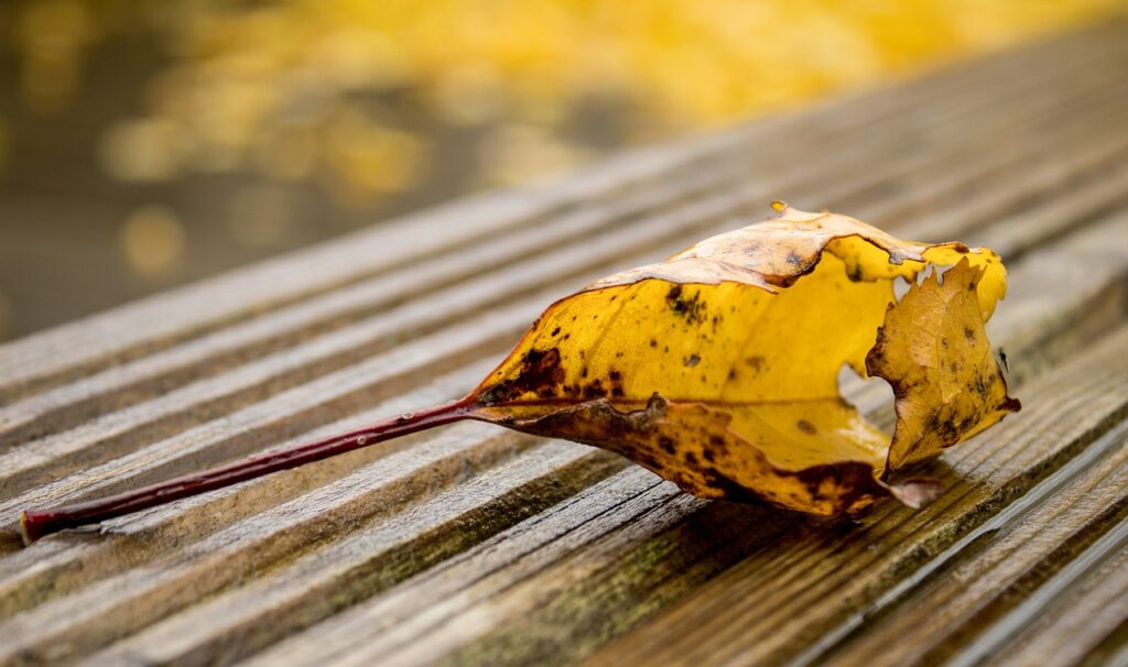 Autumn Wet Leaf Color Autumn Leaf  - armennano / Pixabay