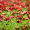 Avar Leaves Foliage Grass Maple  - ilyessuti / Pixabay
