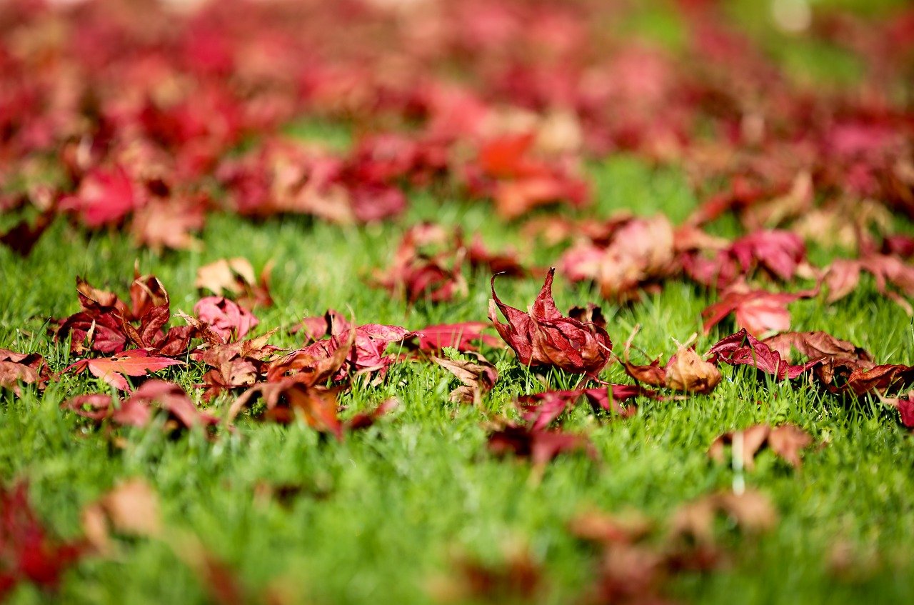 Avar Leaves Foliage Grass Maple - ilyessuti / Pixabay