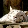 Backhoe Tiger Siesta Park Zoo  - graphics53 / Pixabay