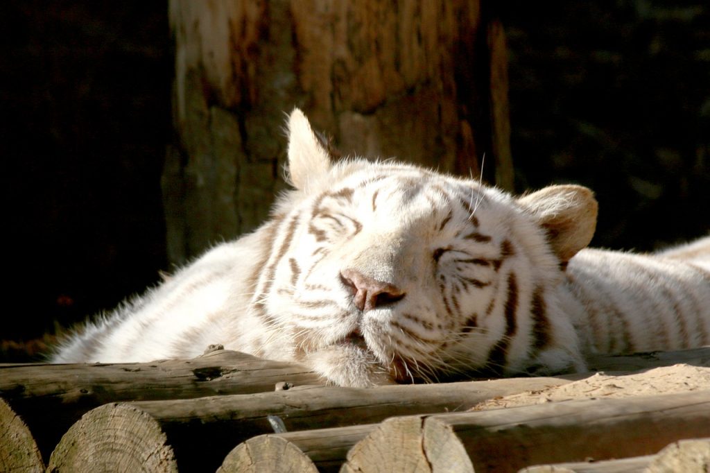 Backhoe Tiger Siesta Park Zoo  - graphics53 / Pixabay