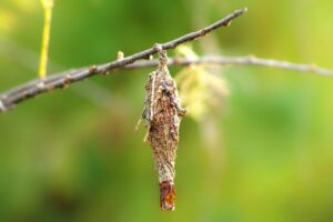 bagworm larva wood moth bagworm 1842318