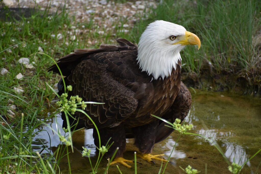 Bald Eagle Bird  Animal Eagle  - ArtisticOperations / Pixabay