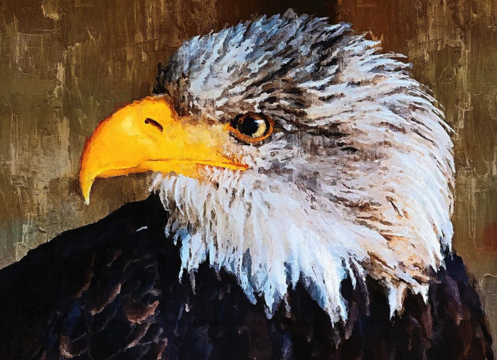 Bald Eagle Raptor Bird Of Prey Head  - ArtTower / Pixabay
