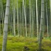 Bamboo Bamboo Forest Japan Nature  - t_pemson / Pixabay
