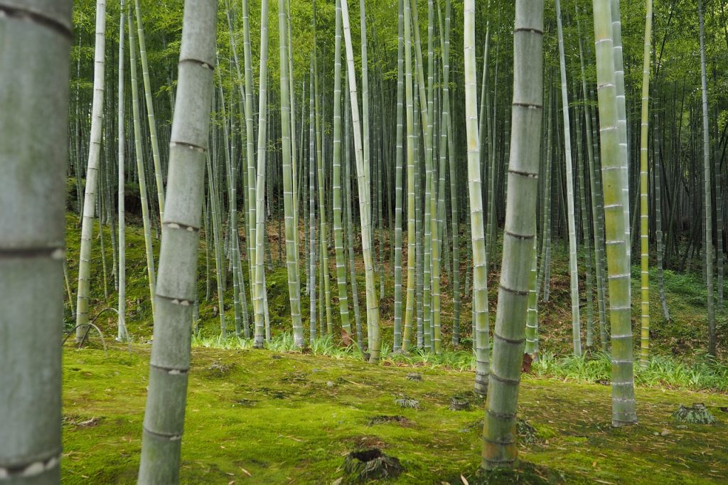 Bamboo Bamboo Forest Japan Nature  - t_pemson / Pixabay