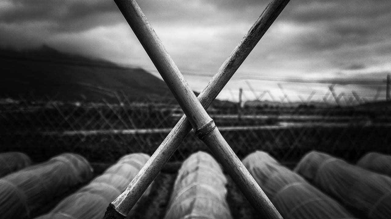 Bamboo Cross Plant Nature Outdoors  - saogehuang / Pixabay