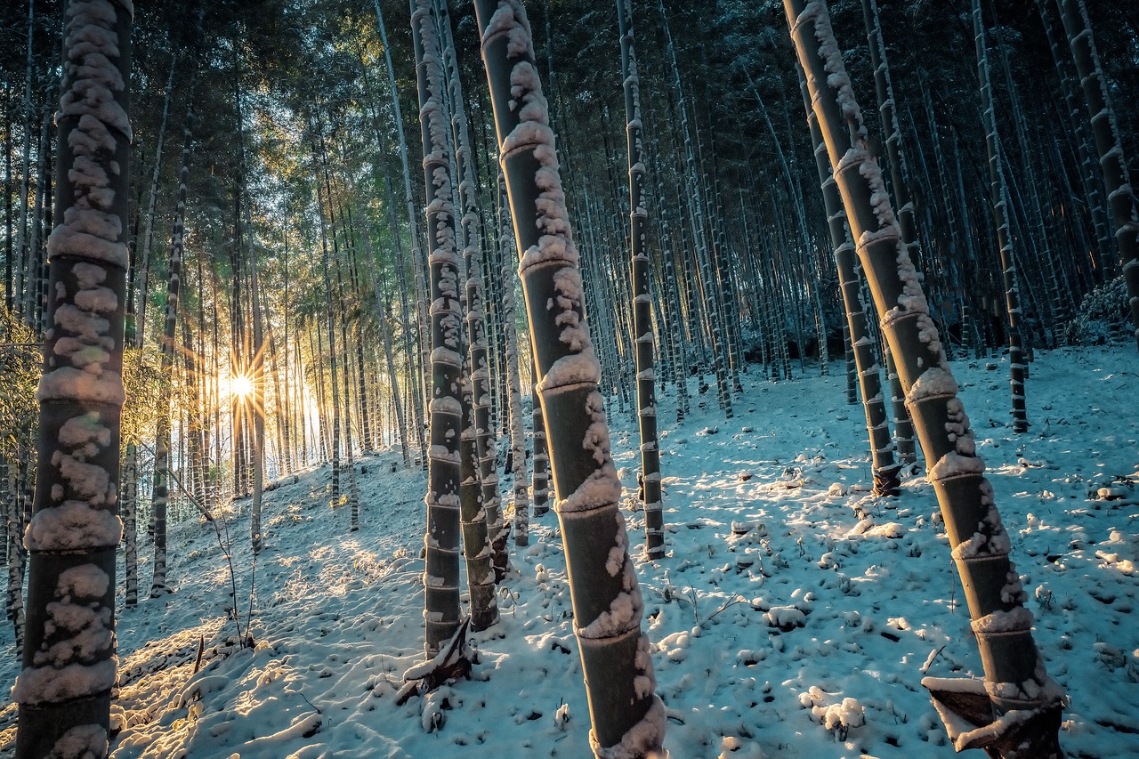 Bamboo Forest Bamboo Snow Kyoto  - Kanenori / Pixabay