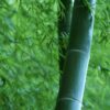 Bamboo Forest Wood Bud Nature  - didigon / Pixabay