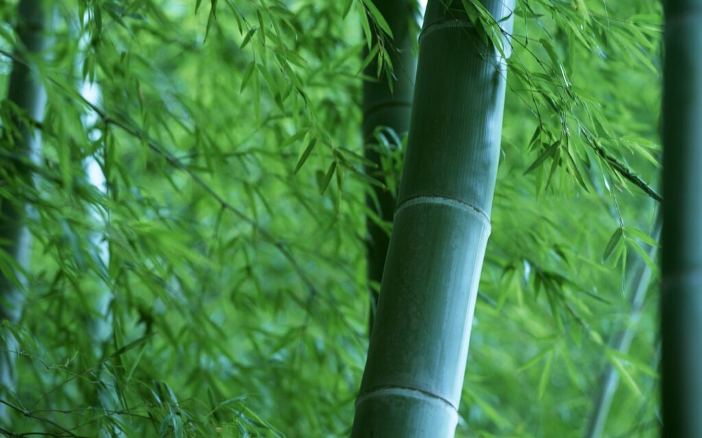 Bamboo Forest Wood Bud Nature  - didigon / Pixabay