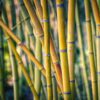 Bamboo Trees Branches Bamboo Forest  - fietzfotos / Pixabay