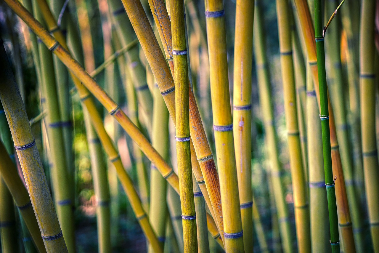 Bamboo Trees Branches Bamboo Forest - fietzfotos / Pixabay