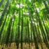bamboo trees green growth 1283976