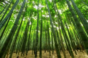 bamboo trees green growth 1283976