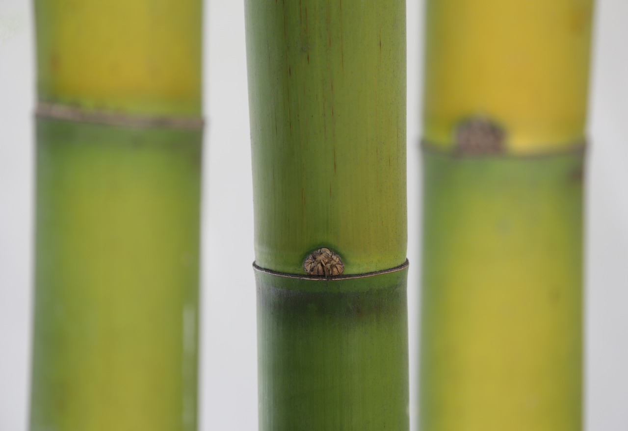 Bamboo Wood Plant Green Evergreen  - dytudio / Pixabay