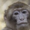 Barbary Ape Macaque Monkey Animal  - Alexas_Fotos / Pixabay