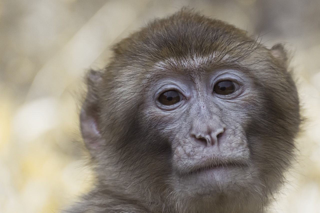Barbary Ape Macaque Monkey Animal  - Alexas_Fotos / Pixabay