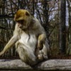 Barbary Macaque Barbary Ape  - harrydona / Pixabay
