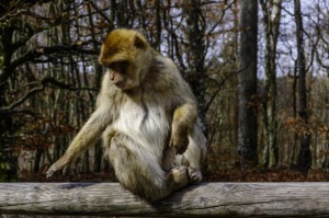 Barbary Macaque Barbary Ape  - harrydona / Pixabay
