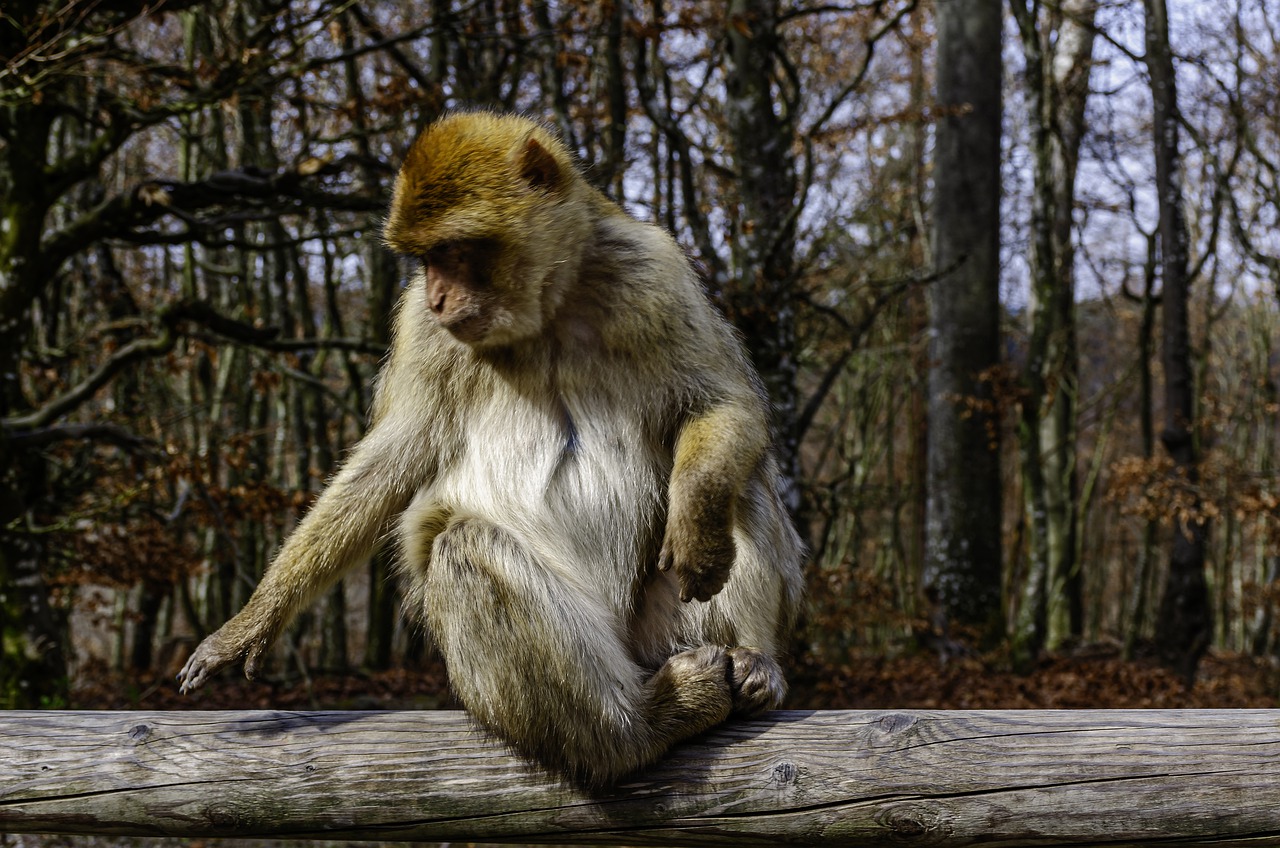Barbary Macaque Barbary Ape  - harrydona / Pixabay