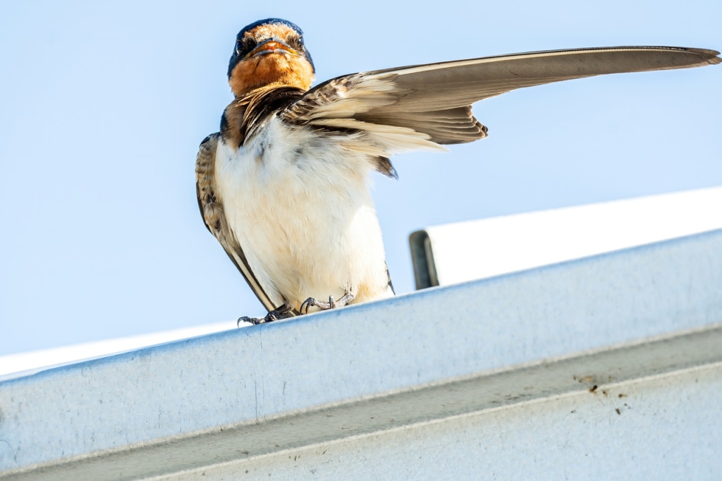 Barn Swallow Fledgling Swallow  - 16081684 / Pixabay