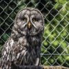 Bart Owl Owl Bird Nature Plumage  - suju / Pixabay