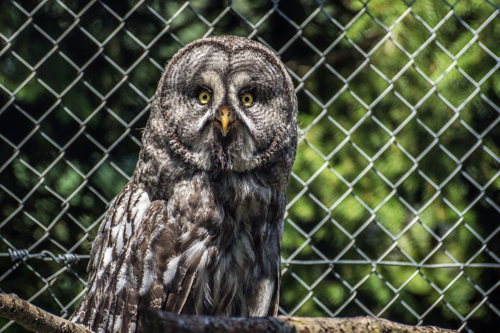 Bart Owl Owl Bird Nature Plumage  - suju / Pixabay