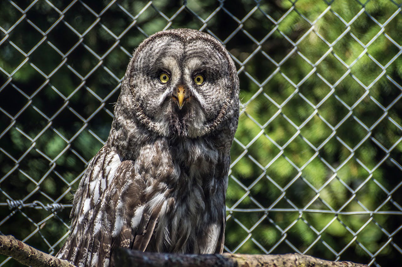 Bart Owl Owl Bird Nature Plumage  - suju / Pixabay