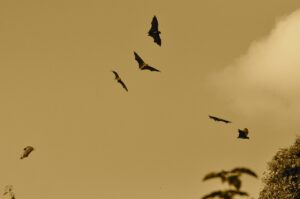 bats flying fly wings webbed wing 164210