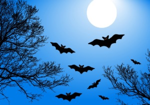 Bats Moon Halloween Full Moon  - Alexey_Hulsov / Pixabay