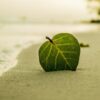 Beach Leaf Green Nature Summer  - leovalente / Pixabay