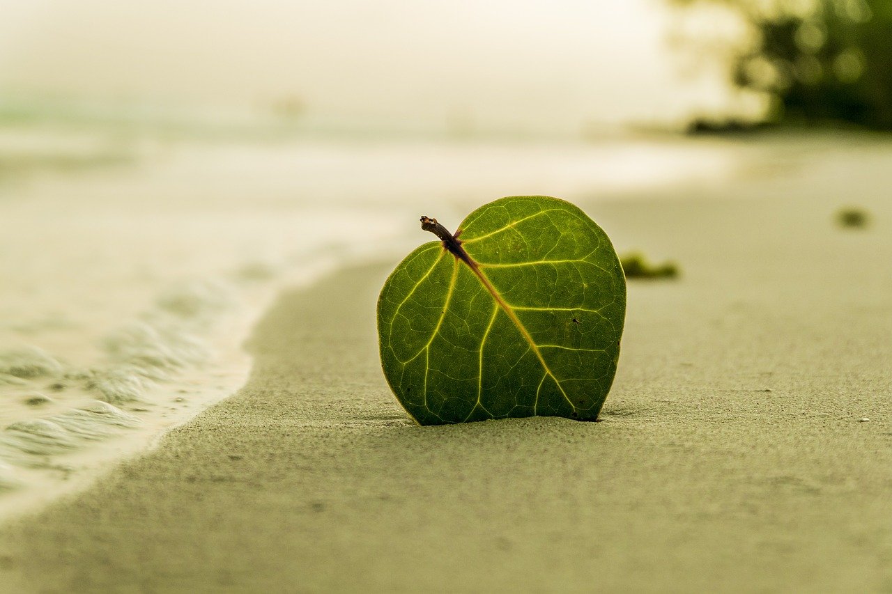 Beach Leaf Green Nature Summer  - leovalente / Pixabay