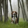 Beagle Dog Woods Trees Tree Trunks  - Sapphiremoon921 / Pixabay