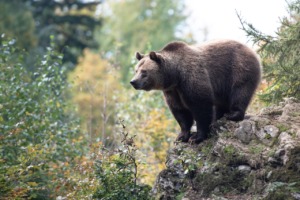 Bear Animal Wildlife Forest Nature  - Miller_Eszter / Pixabay