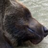 Bear Big Face Sleep Brown Bear  - chacha8080 / Pixabay