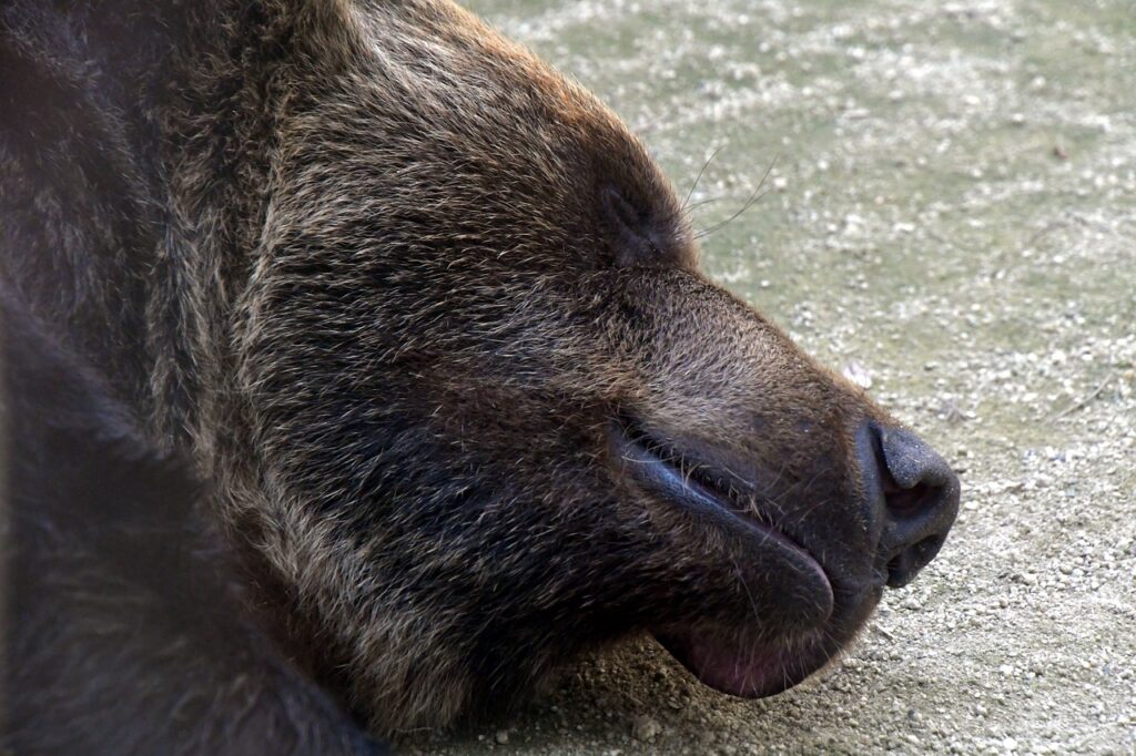 Bear Big Face Sleep Brown Bear  - chacha8080 / Pixabay